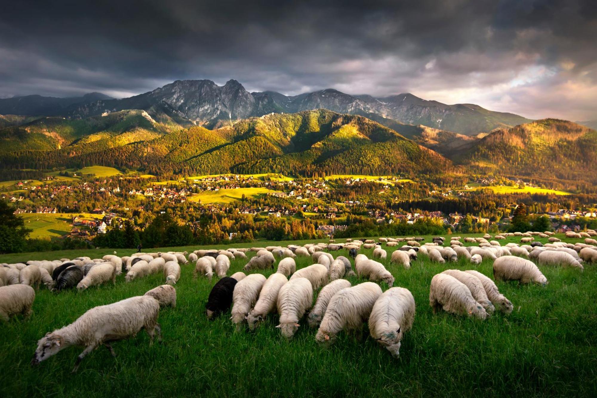 Gorska Osada Beautiful Chalets Zakopane Luaran gambar